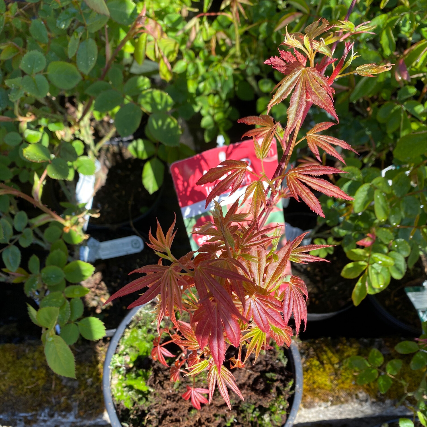 Acer Palmatum Atropurpureum Purple Leaf Japanese Maple