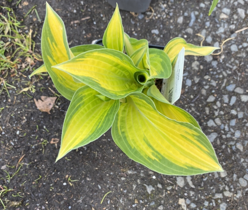 HOSTA MARMALADE...foliage green and gold with a hint of orange Perfect in pots or beds