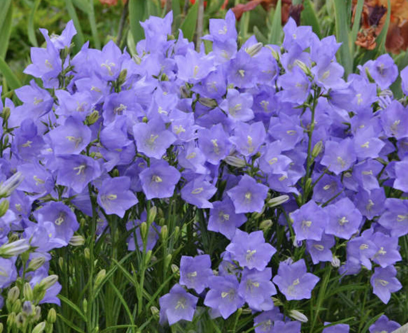 Bellflower ,Campanula &#39;Takion Blue&#39; flowers from April until October, winter hardy and lasts for years . Planting time is from now ,
