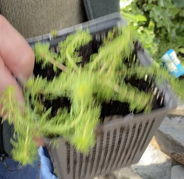 Myriophyllum crispata