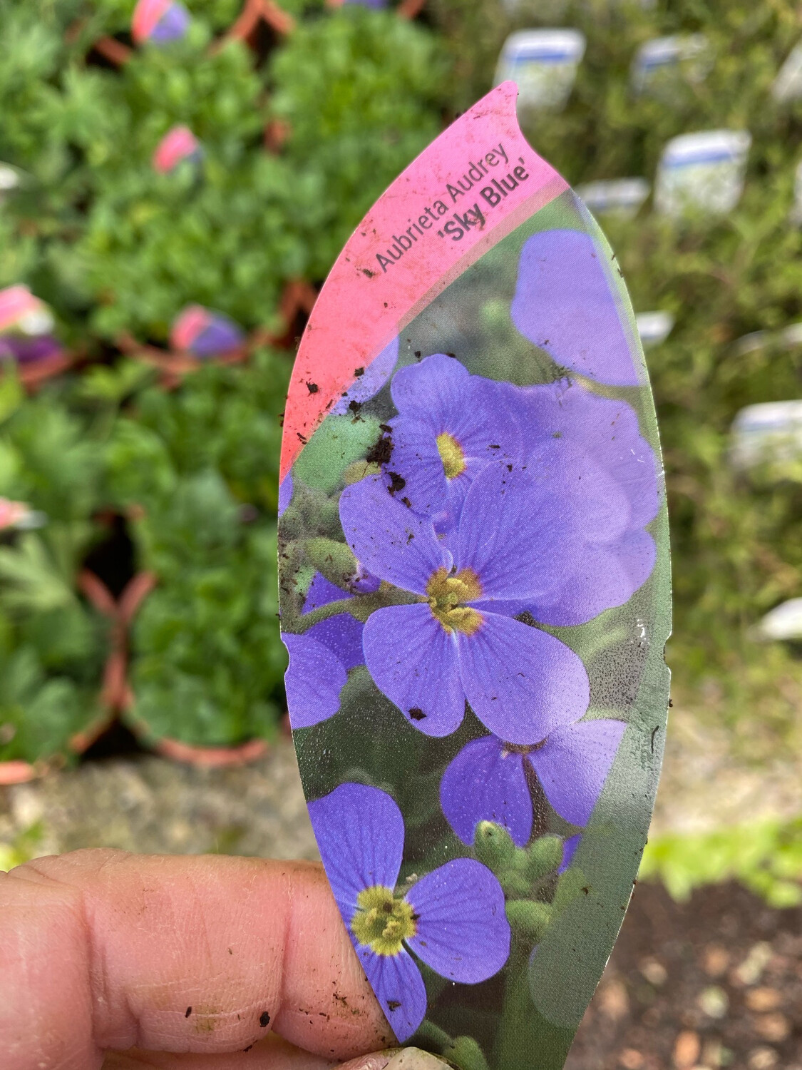 AUBRETIA SKY BLUE ,PURPLE ROCK CRESS Rock Cress CRESS grows spreading flat and spilling over Walls and kerbs Flowers Purple /Blue
