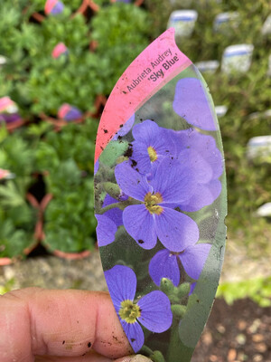 AUBRETIA SKY BLUE ,PURPLE ROCK CRESS Rock Cress CRESS grows spreading flat and spilling over Walls and kerbs Flowers Purple /Blue