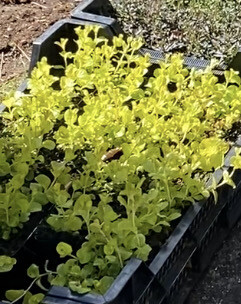 GOLDEN CREEPING JENNY golden foliage and yellow flowers