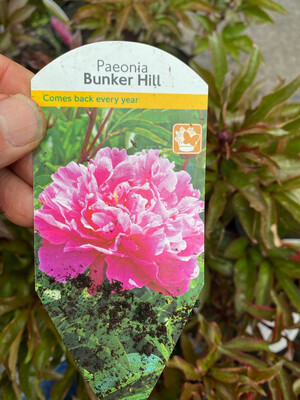Paeonia &#39;Bunker Hill&#39;