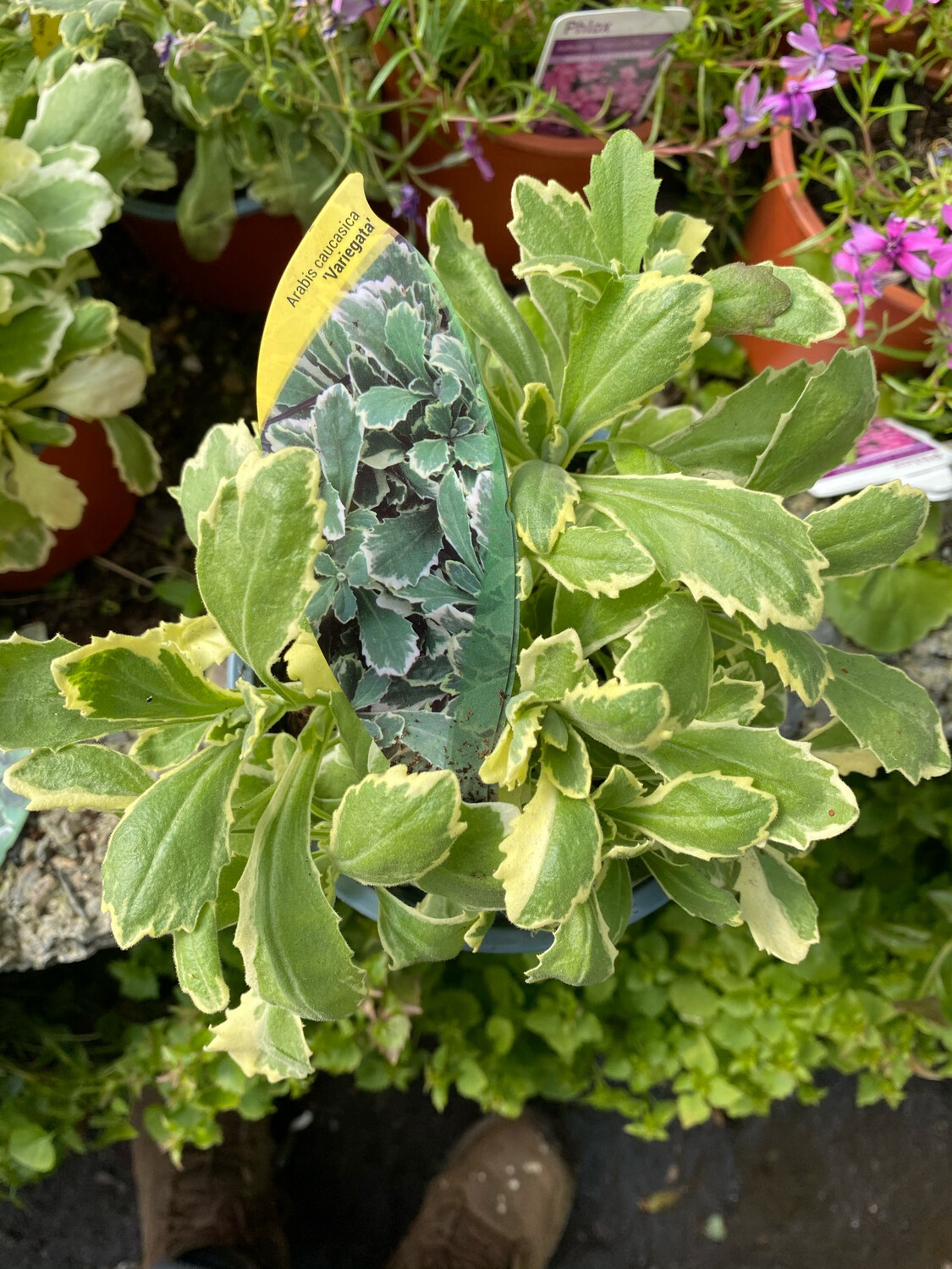 ARABIS VARIEGATA ,white flowers and colourful foliage Carpet Plant for spreading flat ,spilling Over Walls And kerbs Winter hardy
