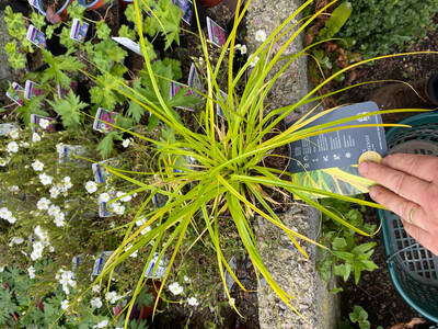 Ornamental Grasses