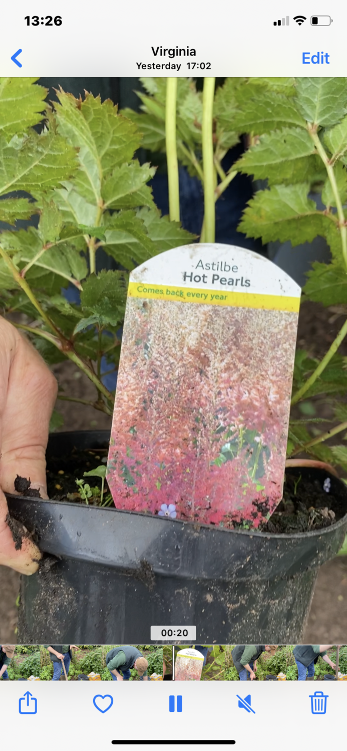ASTILBE HOT PEARLS 