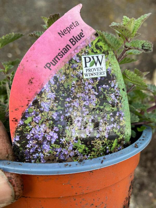 CATMINT PURRISIMA BLUE a hardy spreading perennial that flowers non stop from June Until October