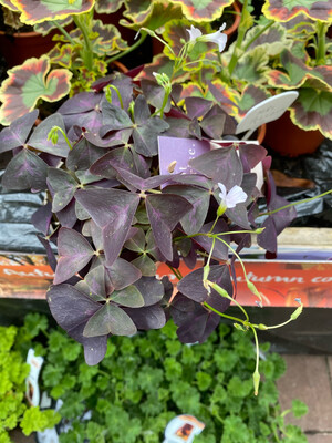 Oxalis triangularis