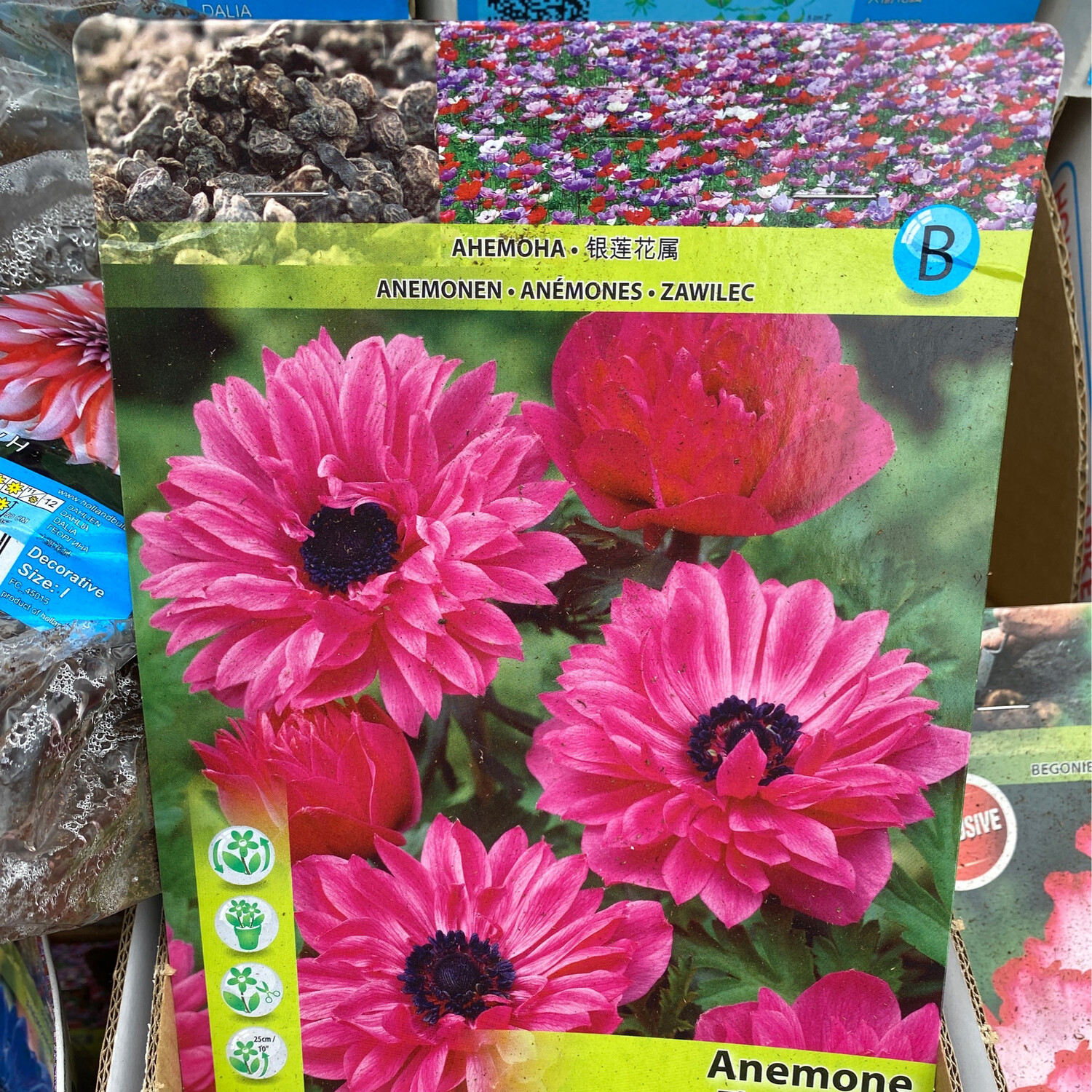 10 ANEMONE ADMIRAL