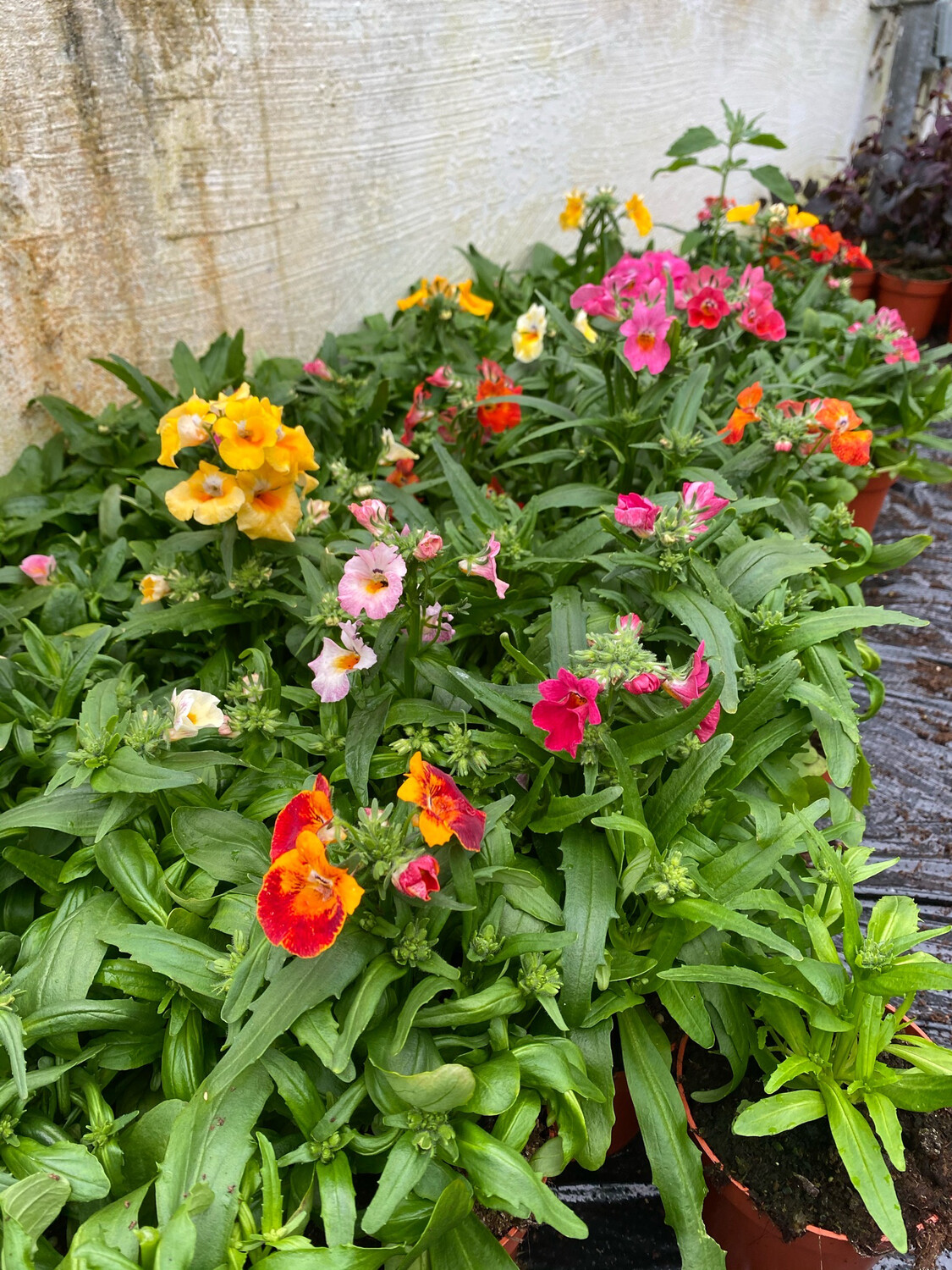 NEMESIA CARNIVAL flowers non stop until October Perfect In Pots ,baskets,window box ...