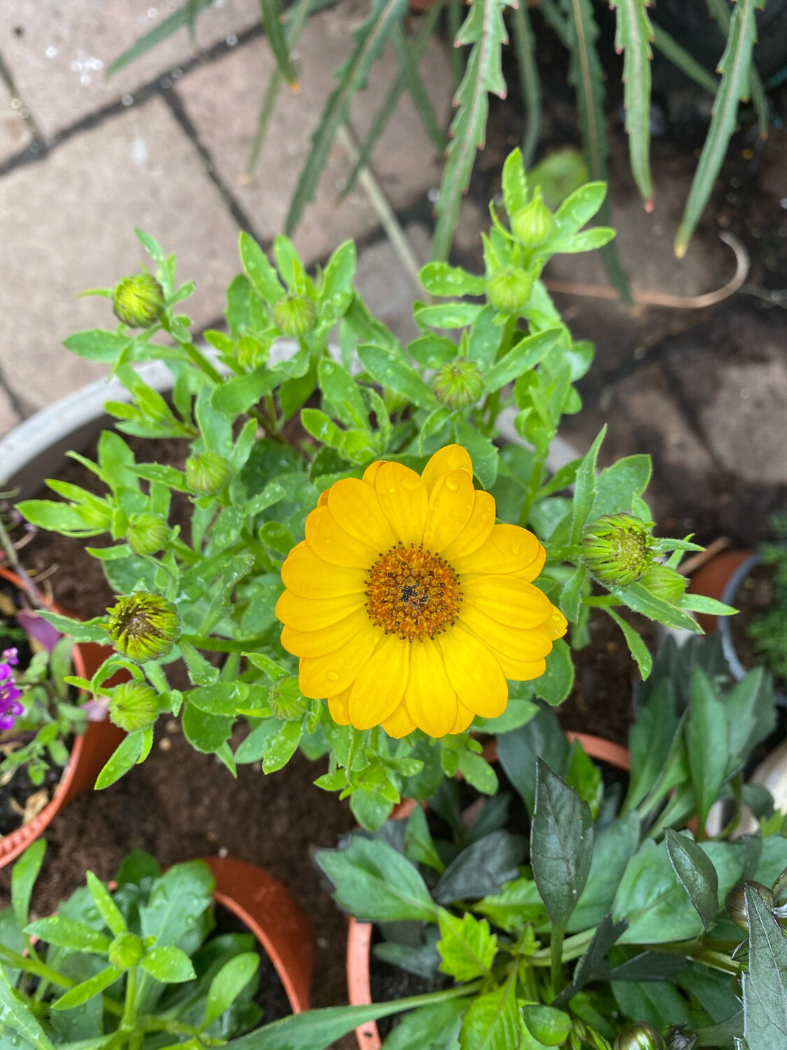 Yellow Osteospermum - African Daisy