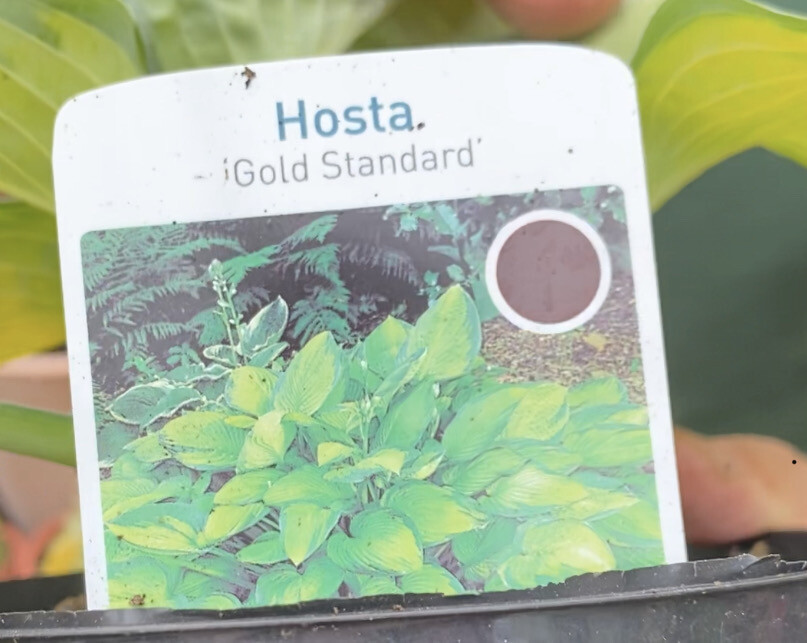 HOSTA GOLD STANDARD a tough Hosta Suitable for pots  or beds Perfect In shade