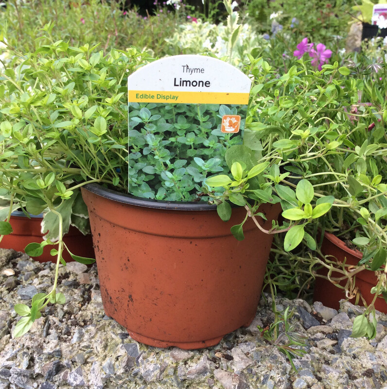 Lemon Thyme for pots or beds . Loves full sun . Foliage has A sweet lemon fragrance