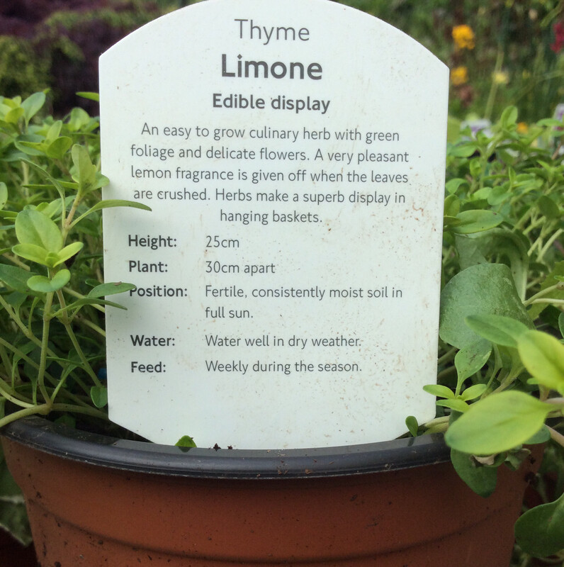 Lemon Thyme for pots or beds . Loves full sun . Foliage has A sweet lemon fragrance