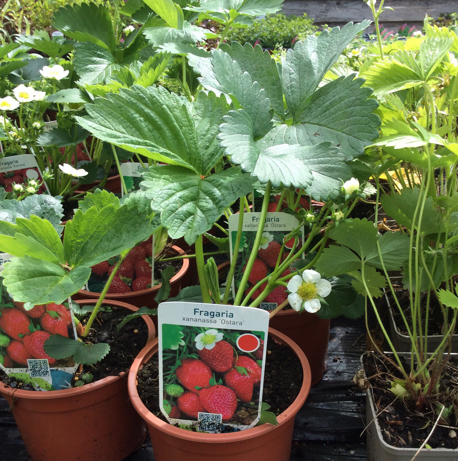 Strawberry ‘Ostara’