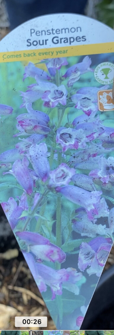 PENSTEMON SOUR GRAPES months of bell like flowers