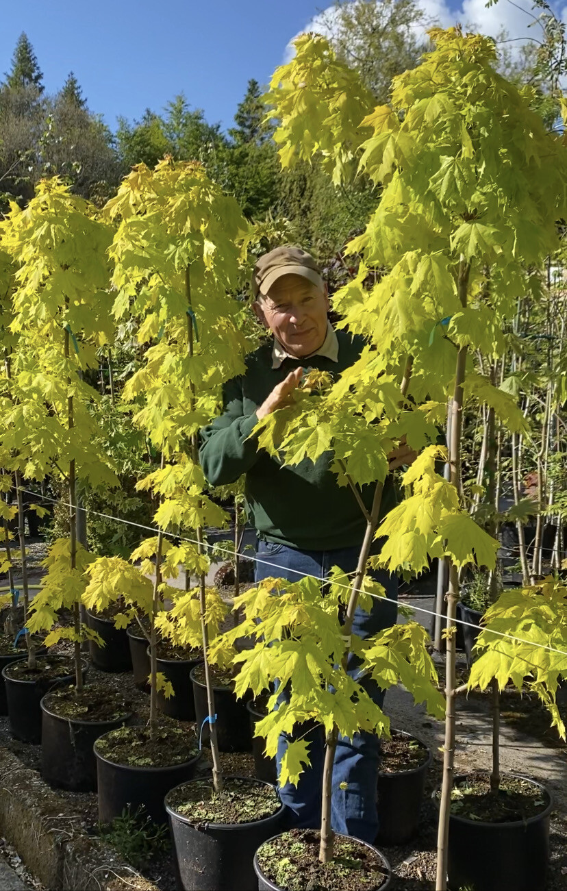 ACER PRINCETON GOLD a Hardy tough maple with Golden Leaves In spring and summer and a crescendo of leaf colours In autumn