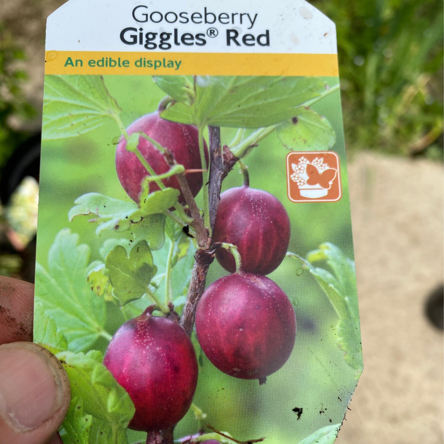 Gooseberry Giggles Red