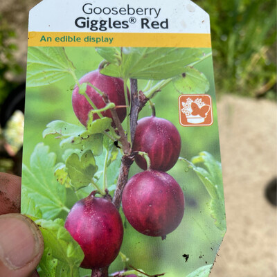 Gooseberry Giggles Red