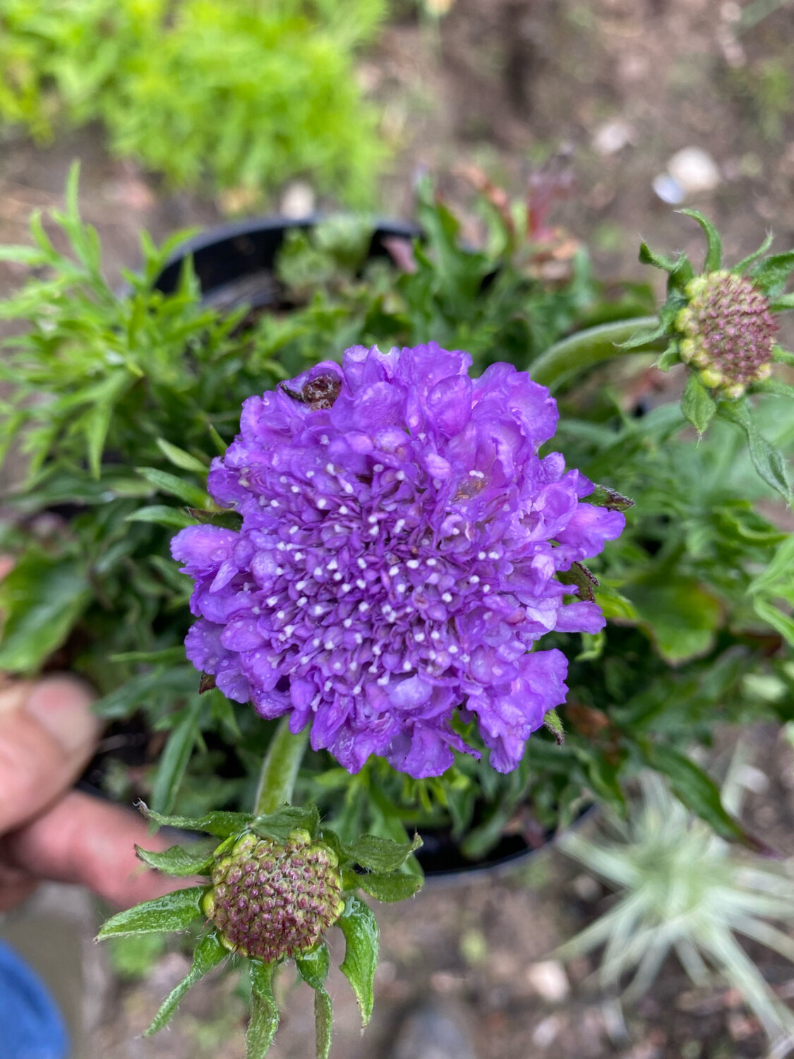 Scabiosa/Pincushion Flower 'Butterfly Blue'