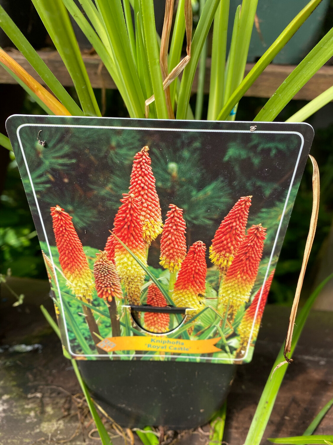 RED HOT POKER MY CASTLE hardy perennial that flowers late summer and autumn,with spires of orange/yellow /red