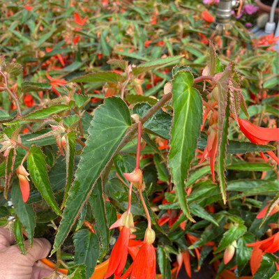 BEGONIA BONFIRE
