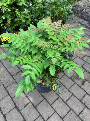 MAHONIA CHARITY extra large ,Colourful foliage and fragrant yellow flowers