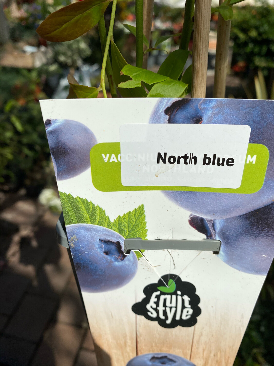 BLUEBERRY NORTH BLUE heavy Crops Of delicious fruit