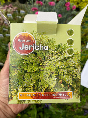 ROSE OF JERICHO Resurrection Plant