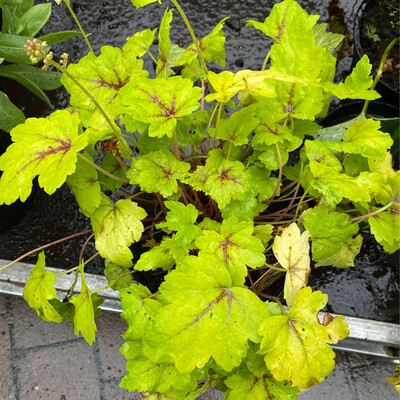 HEUCHERELLA STOPLIGHT evergreen low growing ,foliage changes colours with the seasons