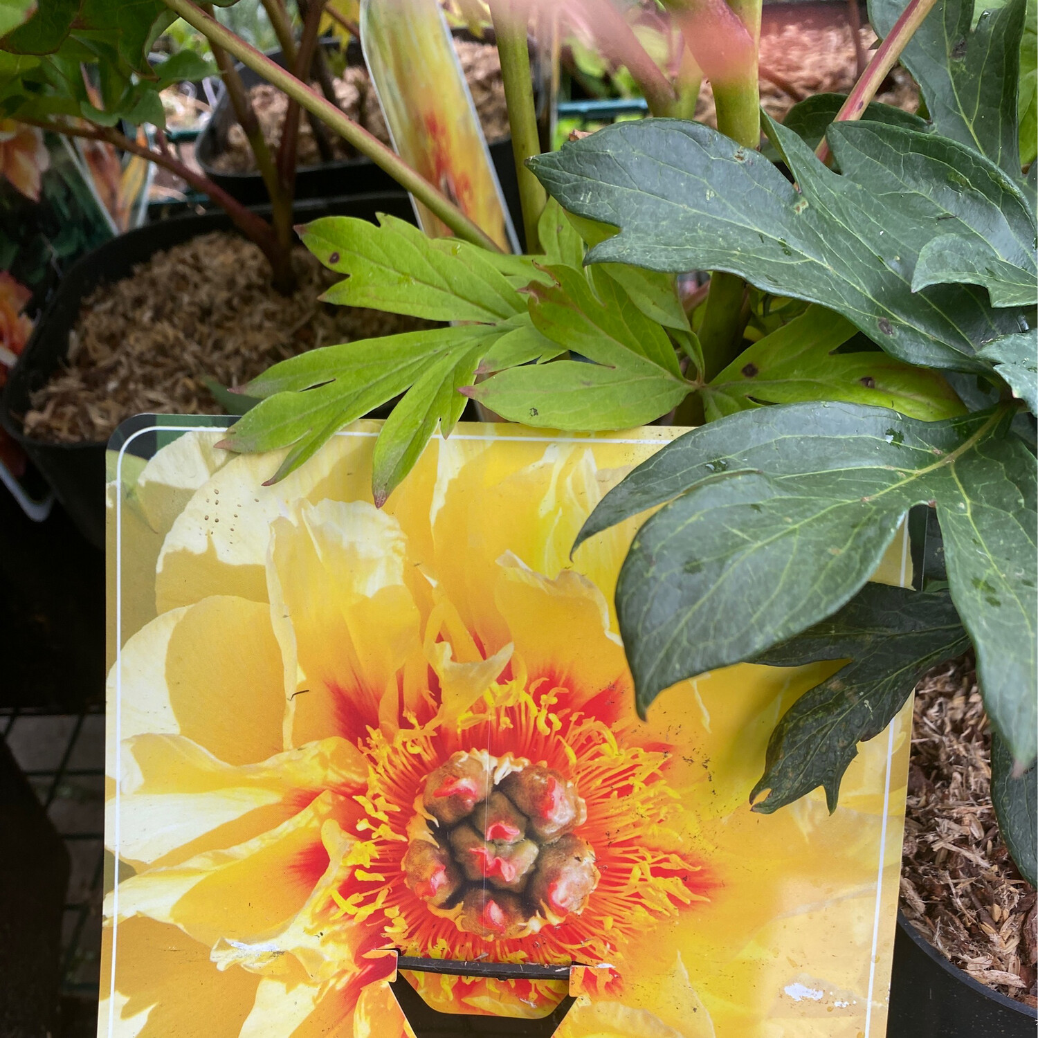PAEONIA BARTZELLA