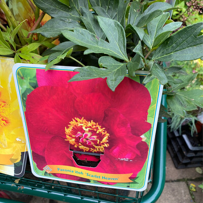 PAEONIA SCARLET HEAVEN strong Stems ,flowers extra large
