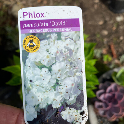 PHLOX DAVID fragrant flowers for months and lasts for years !