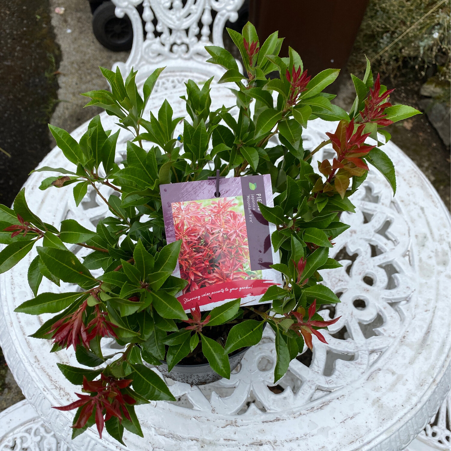 Pieris &#39;Mountain Fire&#39;