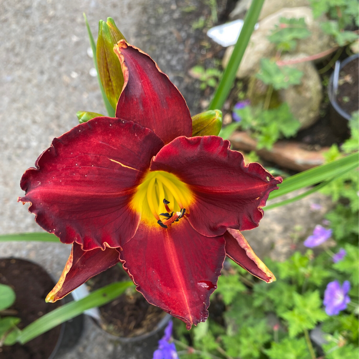 HEMEROCALLIS CHICAGO APACHE a hardy Day Lily that flowers for months and lasts for years