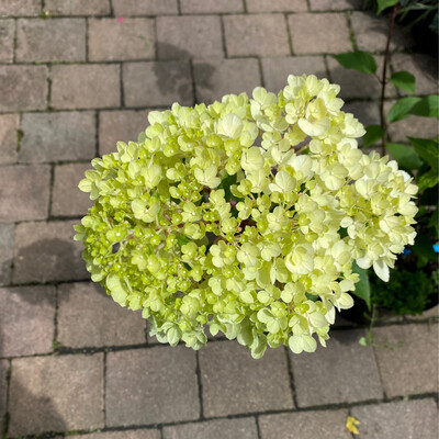 HYDRANGEA CANDLELIGHT flowers non stop from June until September Winter hardy and lasts for years Strong Pot Grown Plants