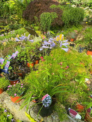 Agapanthus Streamline ,perfect In Pots Or Beds Loves to be baked in full sun