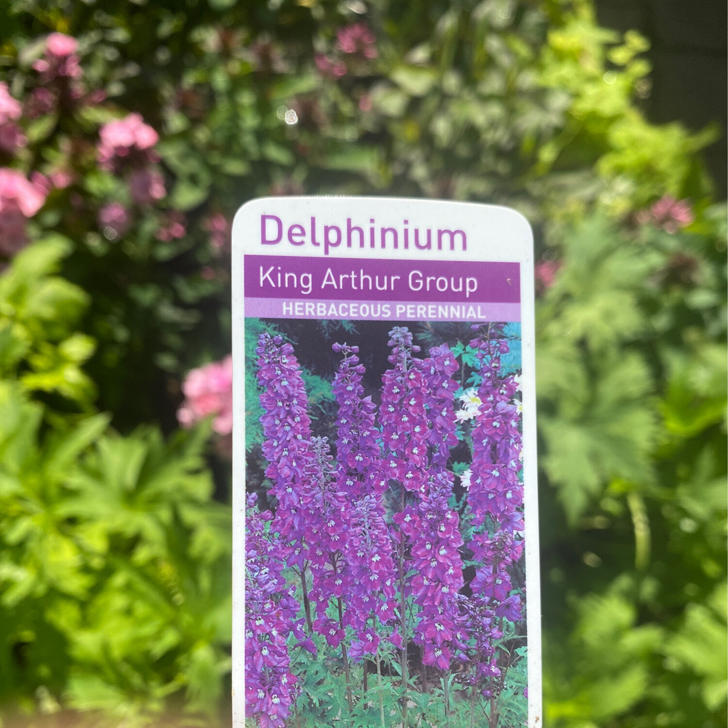 Delphinium King Arthur ,stately spires dark purple flowers with a white eye Winter hardy and lasts for years Strong potted plants