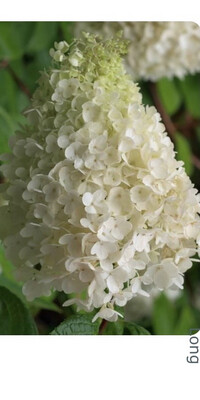 HYDRANGEA KYUSHU a hardy Hydrangea that flowers for months with masses of fragrant white cone like flowers