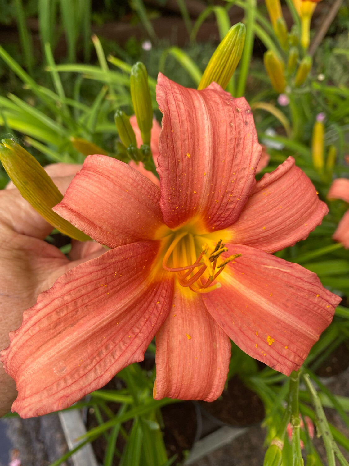 Hemerocallis Pink Damask ,a hardy Daylily that flowers for months and lasts for years.Strong pot grown plants