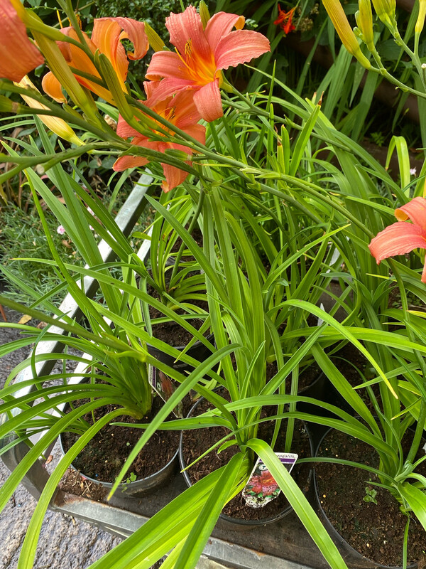 Hemerocallis Pink Damask ,a hardy Daylily that flowers for months and lasts for years.Strong pot grown plants
