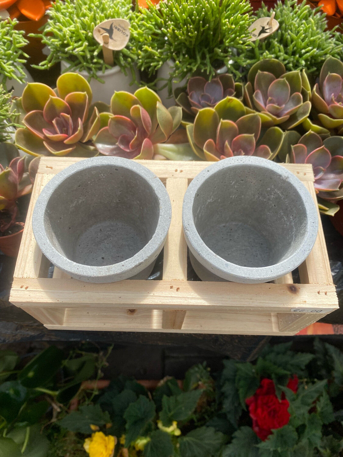 Twin Pot Holder Plus Pots for indoor succulent and cacti
