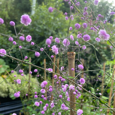 Thalictrum &#39;Hewitt&#39;s Double&#39;