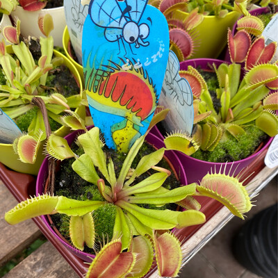 Snapper Venus Fly Trap