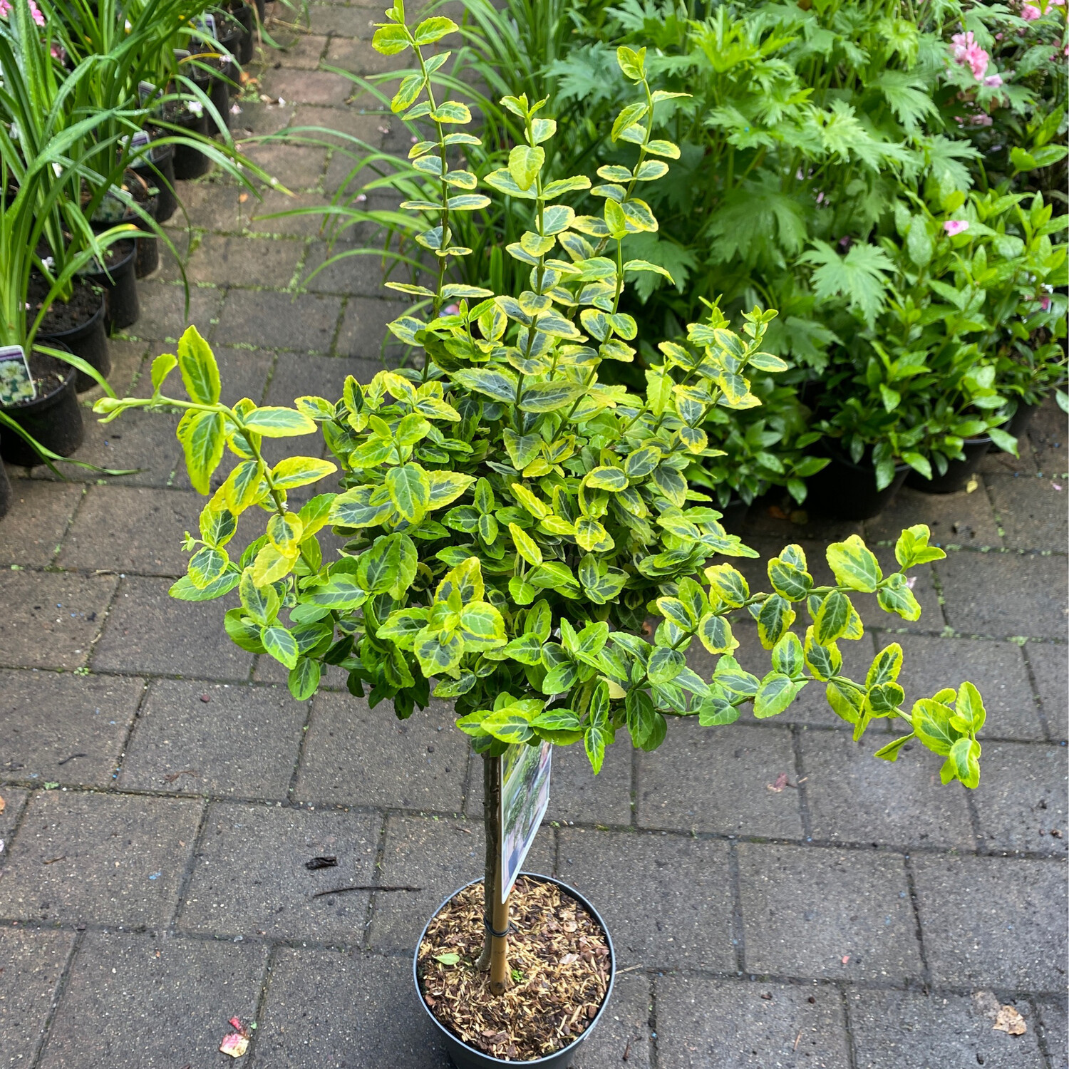 Euonymus &#39;Emerald Gold&#39; Lollipop
