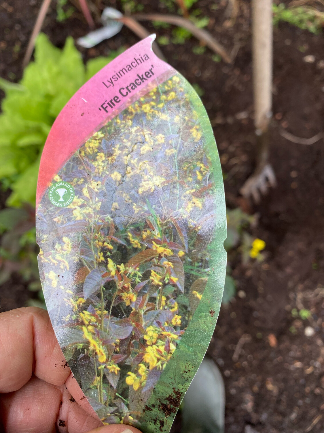 LYSIMACHIA Firecracker Is  tough perennial that flowers (deep yellow )for months over dark foliage