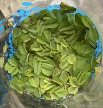 Salvinia Floating Pond Plant