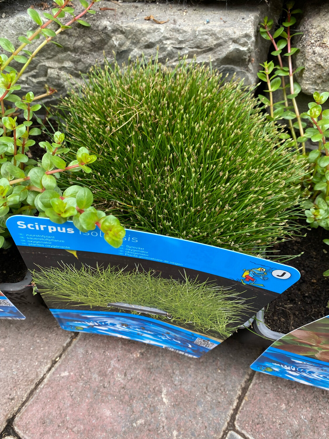 Scirpus oxygenating plant