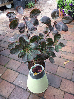 Cotinus/Smokebush &#39;Royal Purple&#39;
